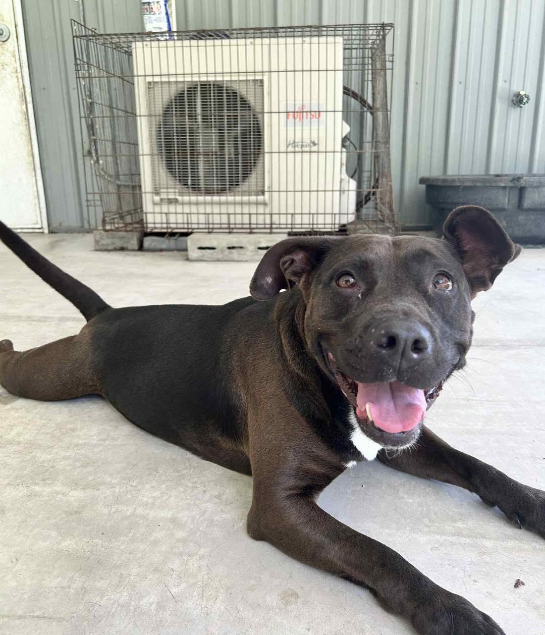 Lucy, Adult Female unknown