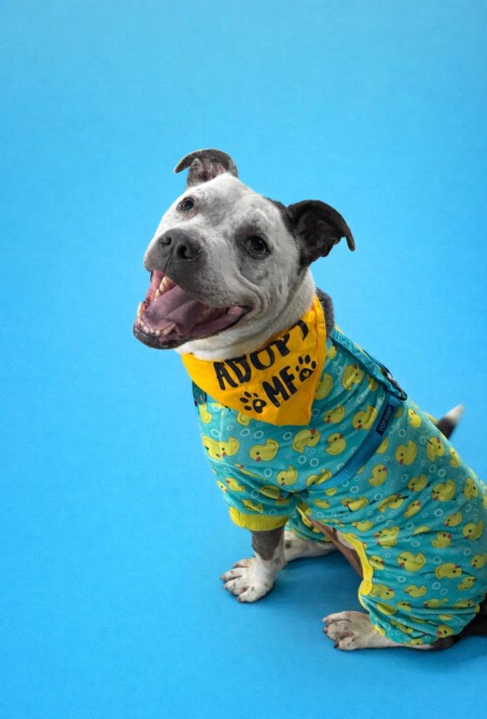 Captain, Adoptable, Adult Male Pit Bull Terrier.