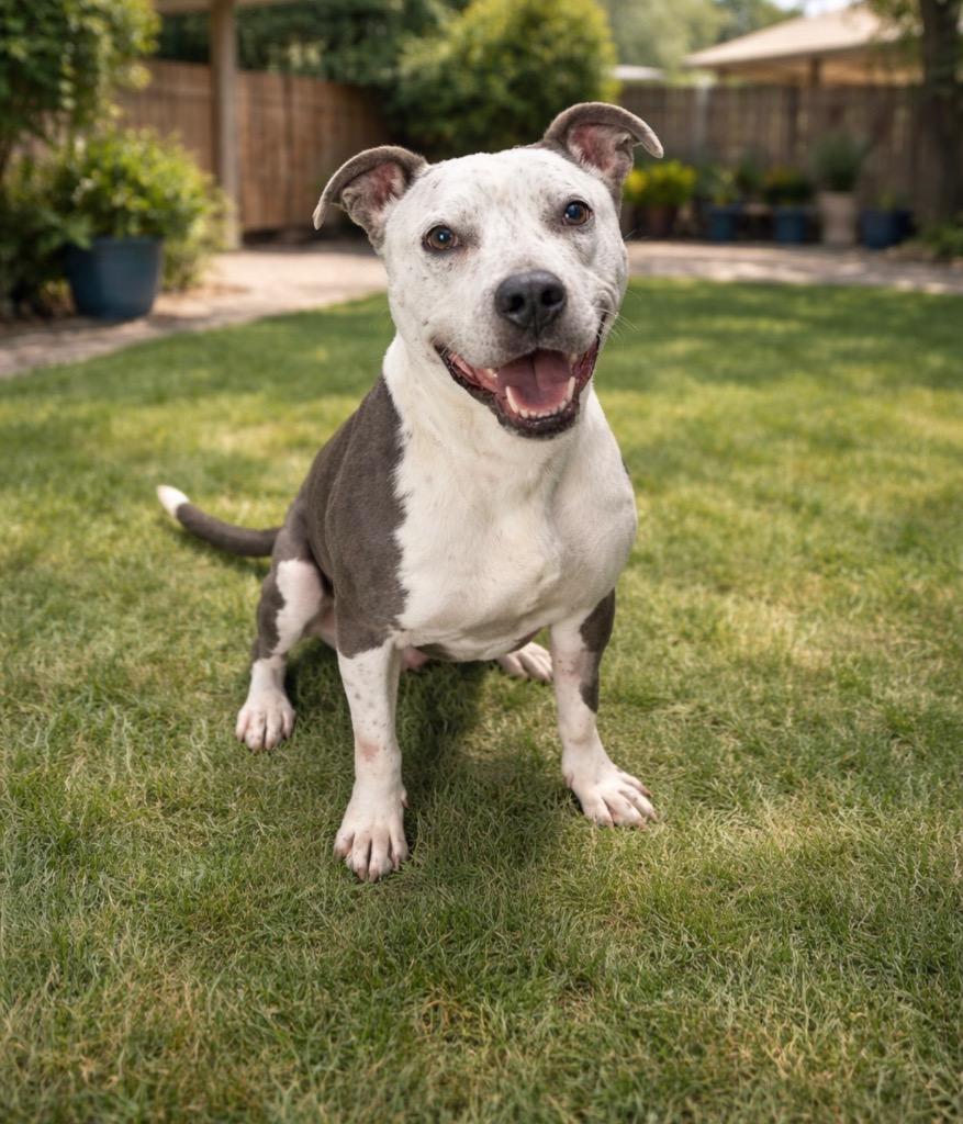 Enlarge Captain, a Adoptable Pit Bull Terrier in Detroit, MI image 2/6