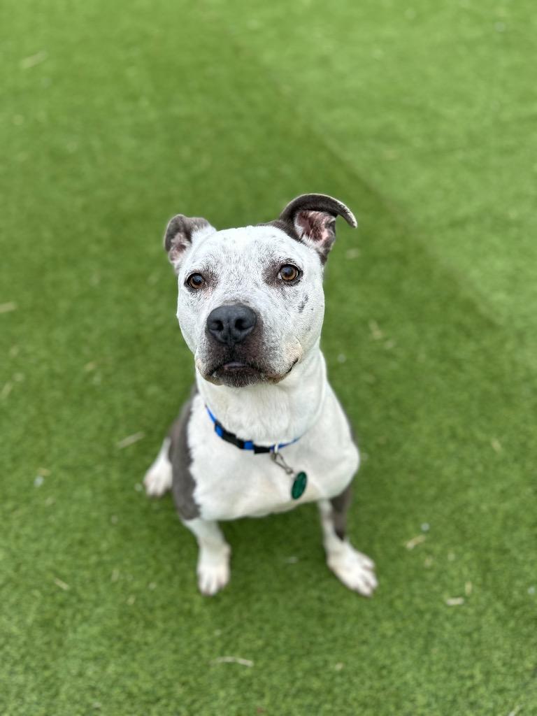 Enlarge Captain, a Adoptable Pit Bull Terrier in Detroit, MI image 3/6