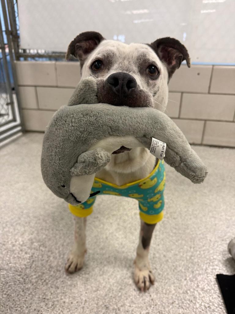 Enlarge Captain, a Adoptable Pit Bull Terrier in Detroit, MI image 4/6