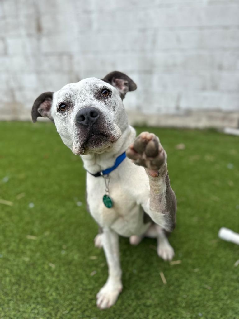 Enlarge Captain, a Adoptable Pit Bull Terrier in Detroit, MI image 5/6