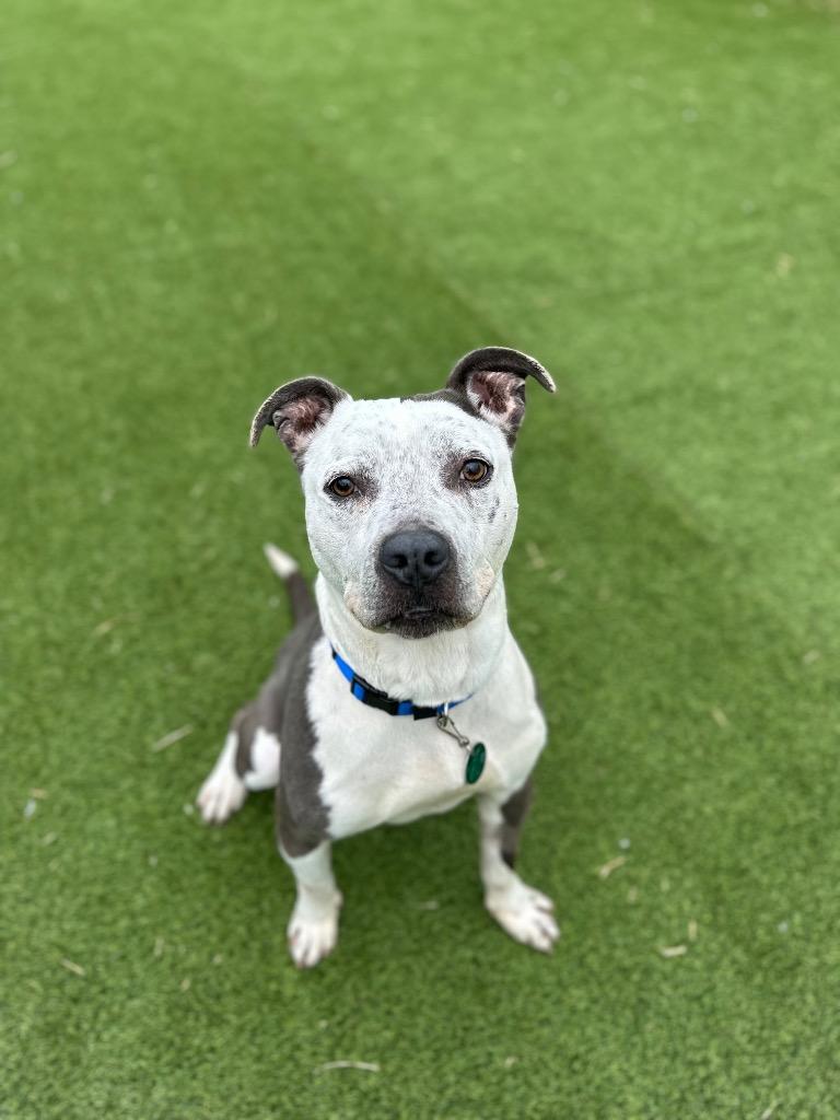 Enlarge Captain, a Adoptable Pit Bull Terrier in Detroit, MI image 6/6