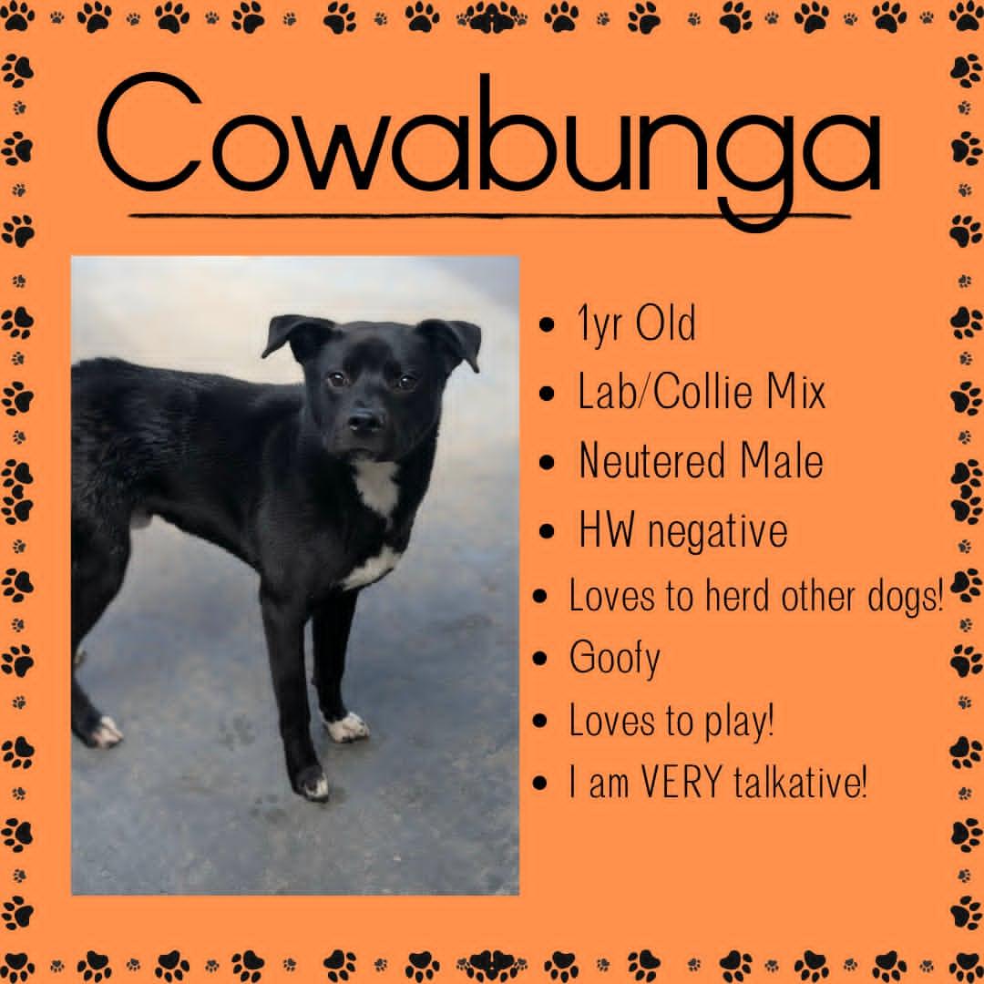 Enlarge Cowabunga, a ADOPTABLE mixed breed in Junction City, KS image 1/1