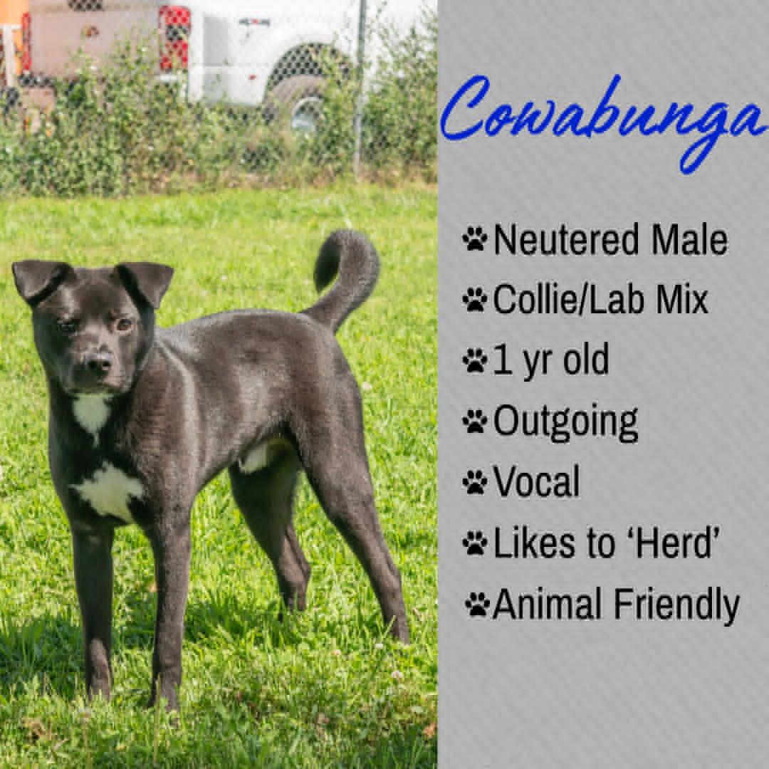 Cowabunga, adoptable, Young Male Black Labrador Retriever & Border Collie.