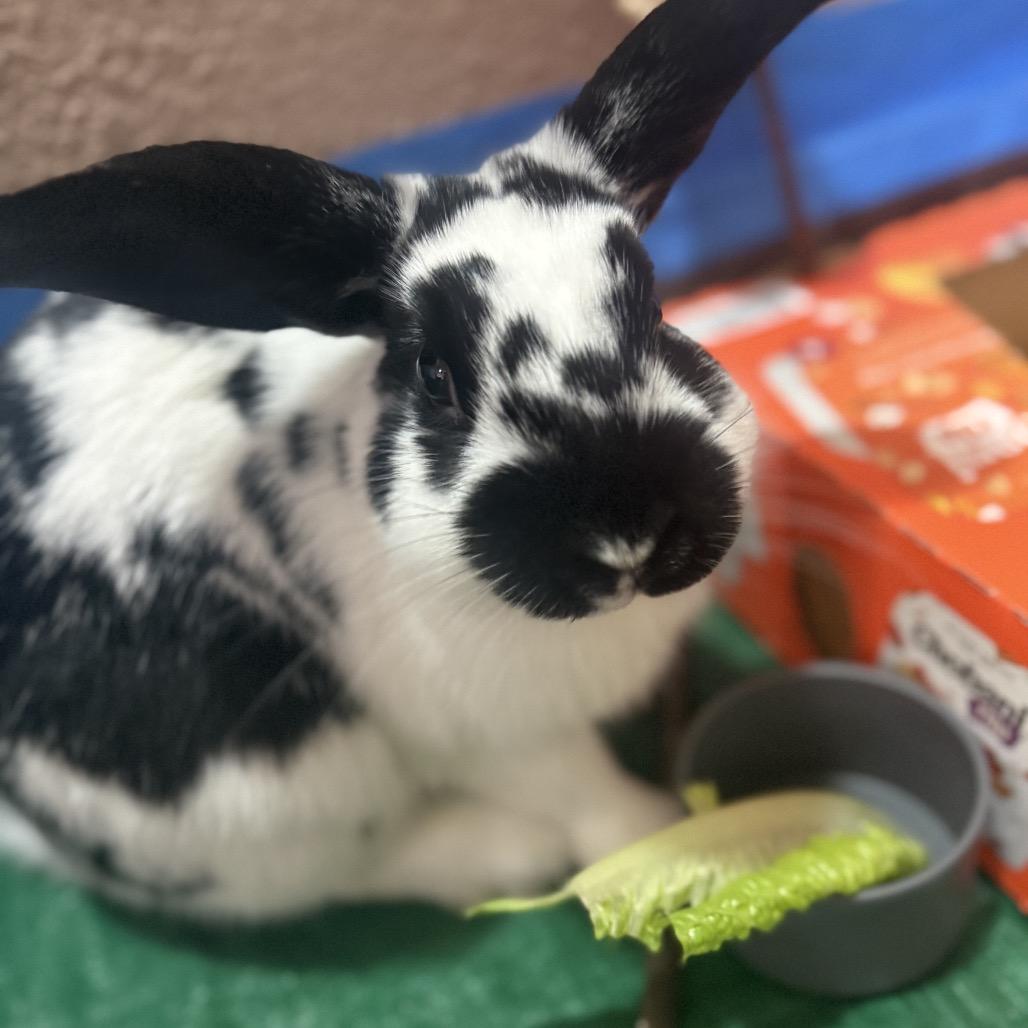 Enlarge Theodore, a Adopted American Fuzzy Lop in Bismarck, ND image 1/6