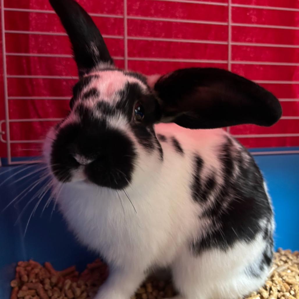 Enlarge Theodore, a Adopted American Fuzzy Lop in Bismarck, ND image 2/6