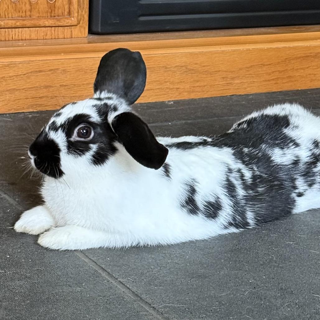 Enlarge Theodore, a Adopted American Fuzzy Lop in Bismarck, ND image 3/6