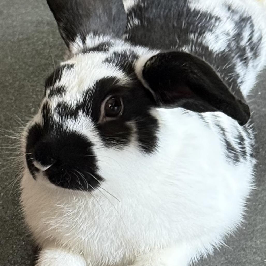 Enlarge Theodore, a Adopted American Fuzzy Lop in Bismarck, ND image 4/6