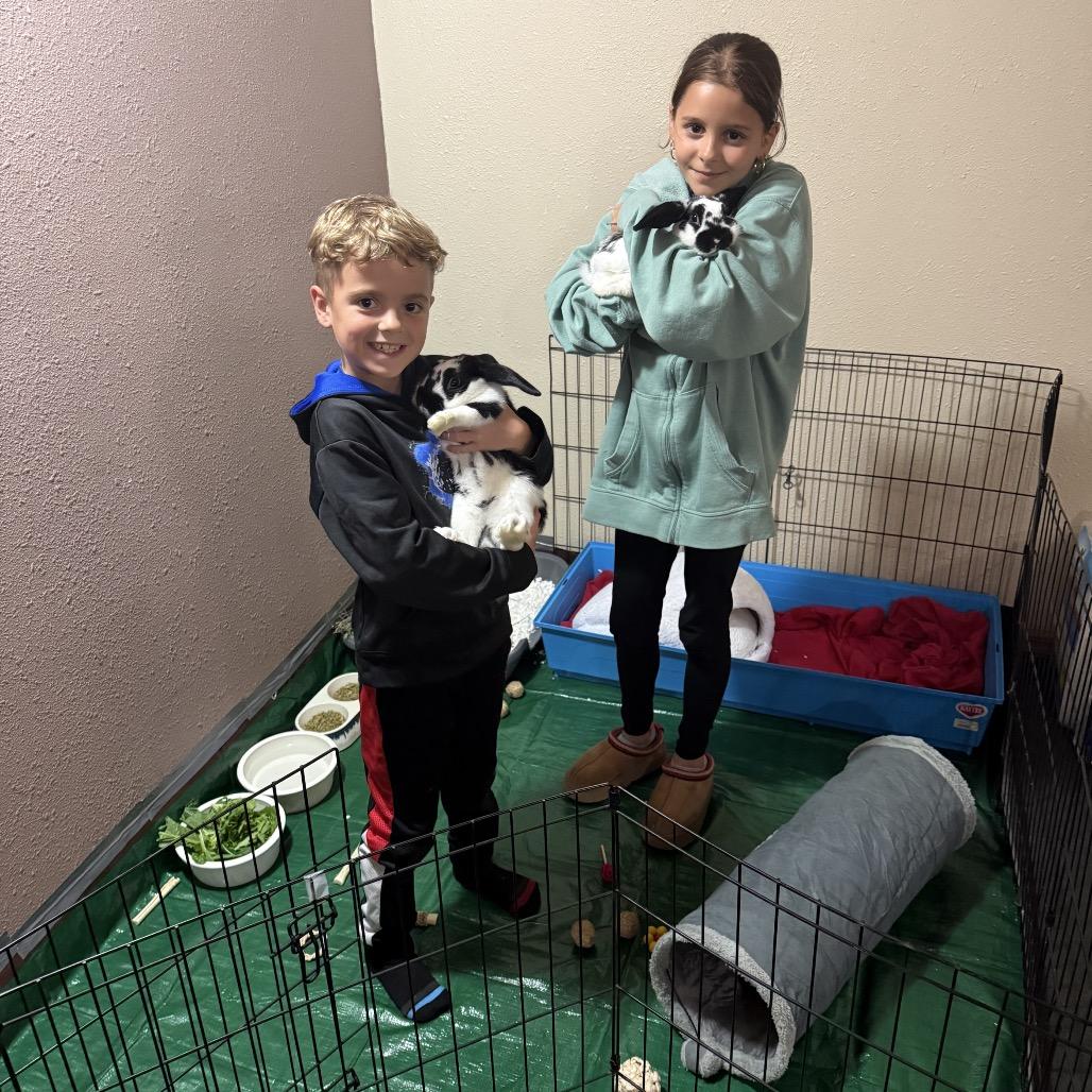 Enlarge Theodore, a Adopted American Fuzzy Lop in Bismarck, ND image 5/6