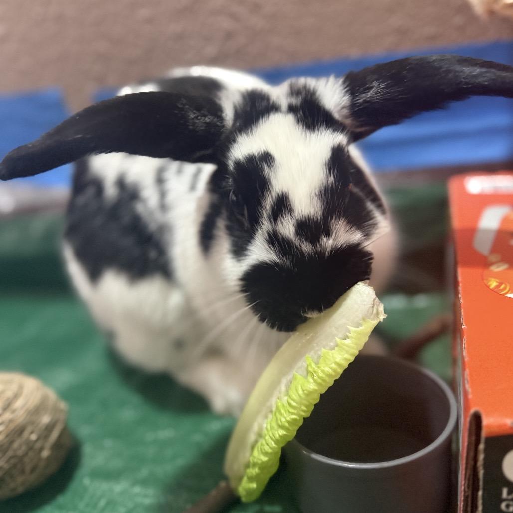 Enlarge Theodore, a Adopted American Fuzzy Lop in Bismarck, ND image 6/6