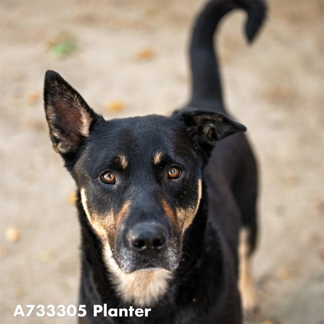 Enlarge PLANTER, a Adoptable mixed breed in Sacramento, CA image 1/1