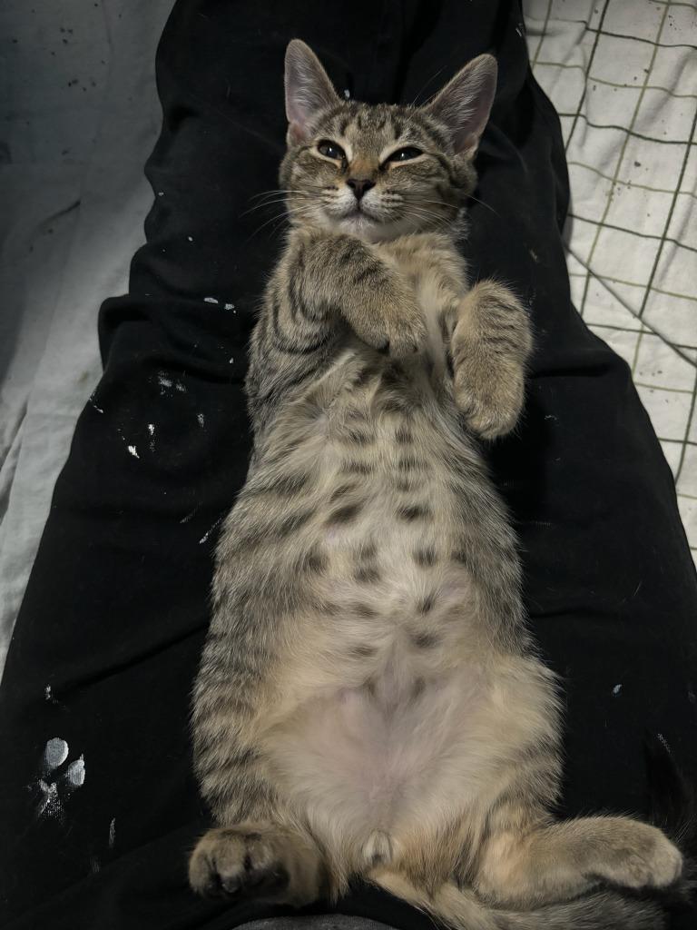 Jean Grey, Adoptable, Kitten Female Domestic Short Hair.