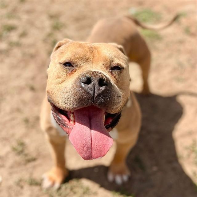 HOOCH, Adoptable, Adult Male Dogue de Bordeaux.