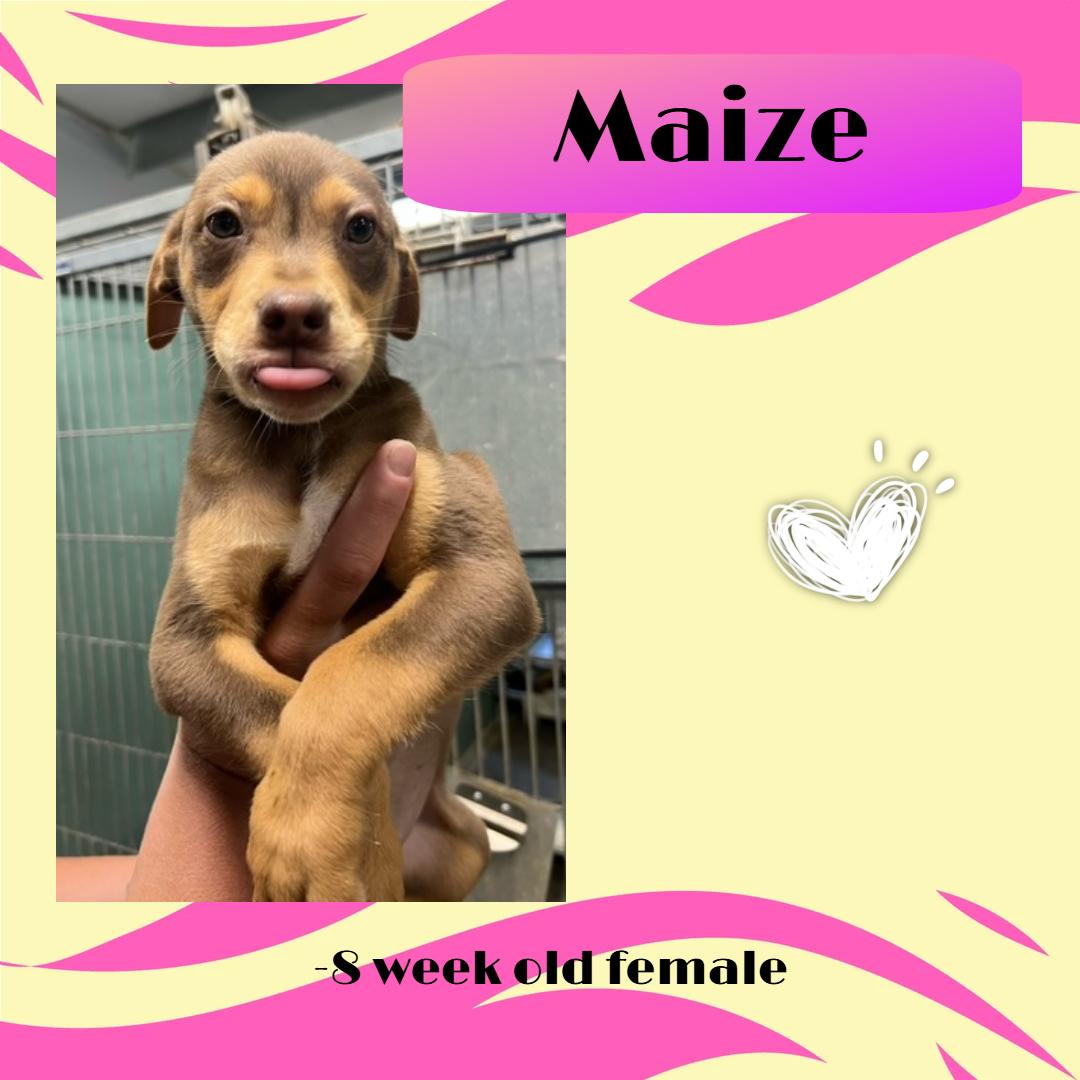 Maize