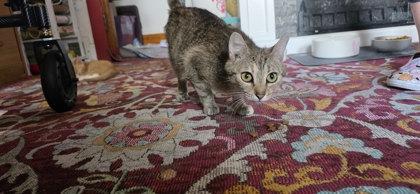 Enlarge Bunnie, a Adoptable mixed breed in Berwick, PA image 1/1