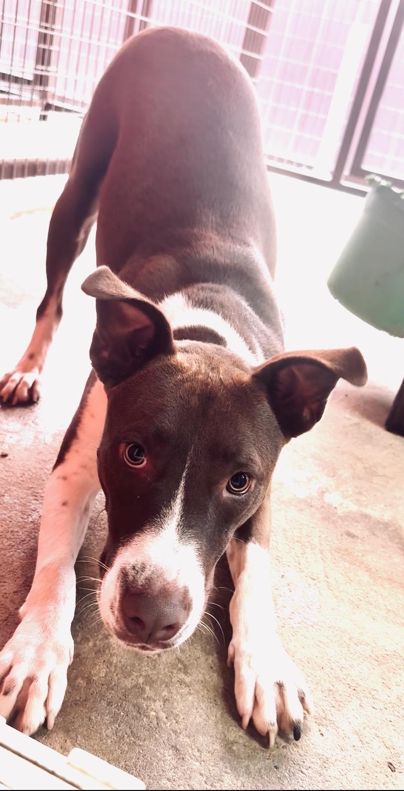 Enlarge Ranger, a Adoptable mixed breed in Springhill, LA image 5/6