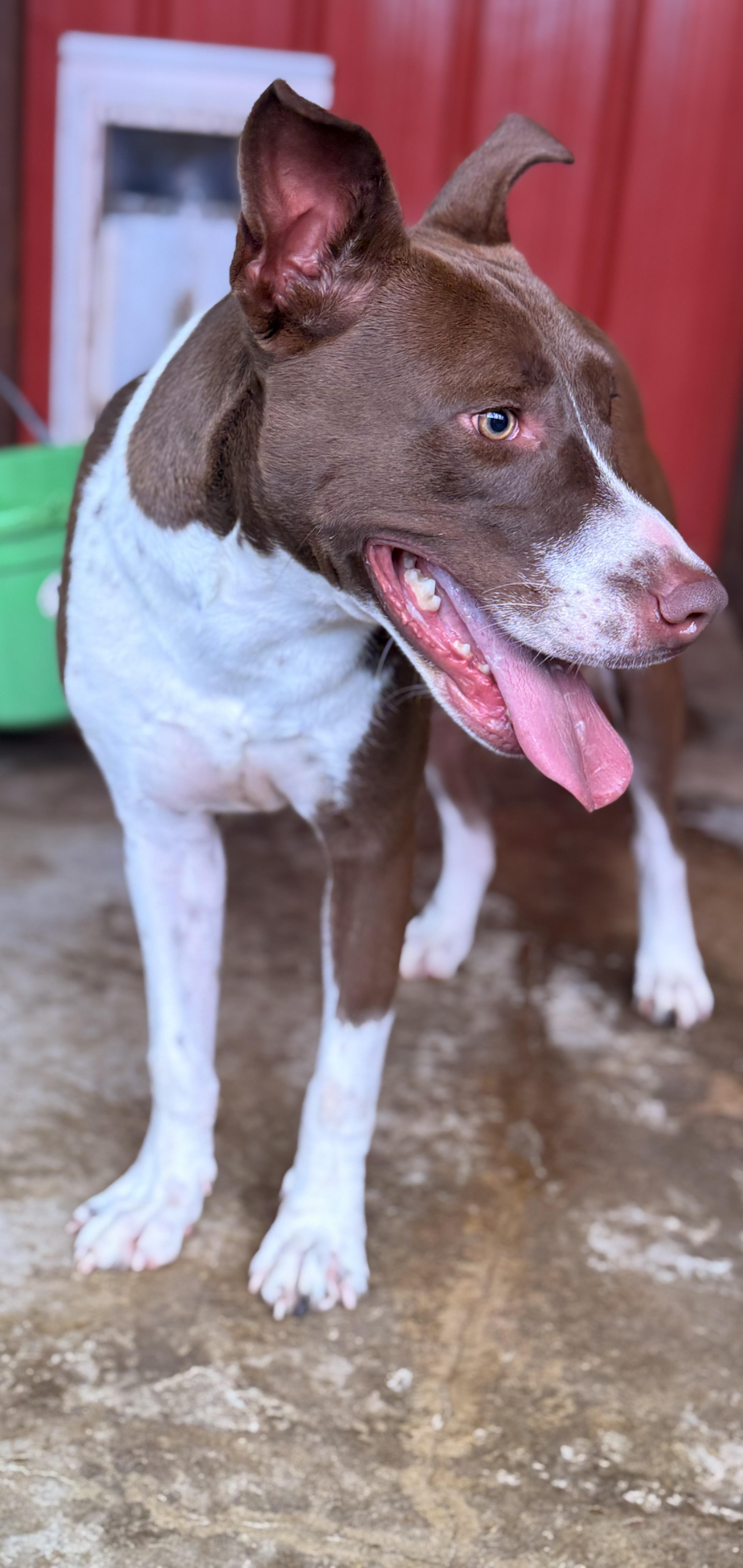 Enlarge Ranger, a Adoptable mixed breed in Springhill, LA image 3/6