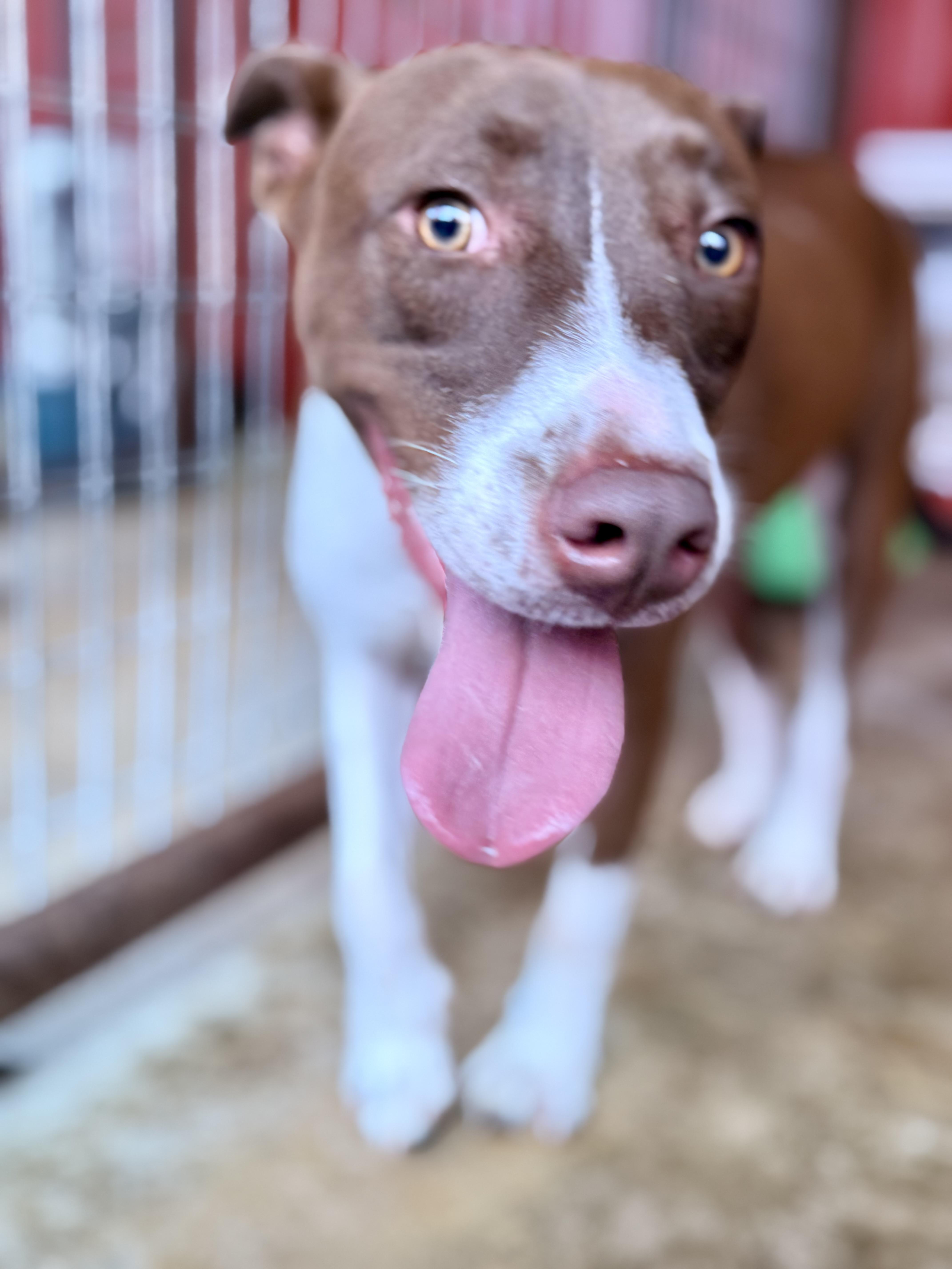 Enlarge Ranger, a Adoptable mixed breed in Springhill, LA image 4/6