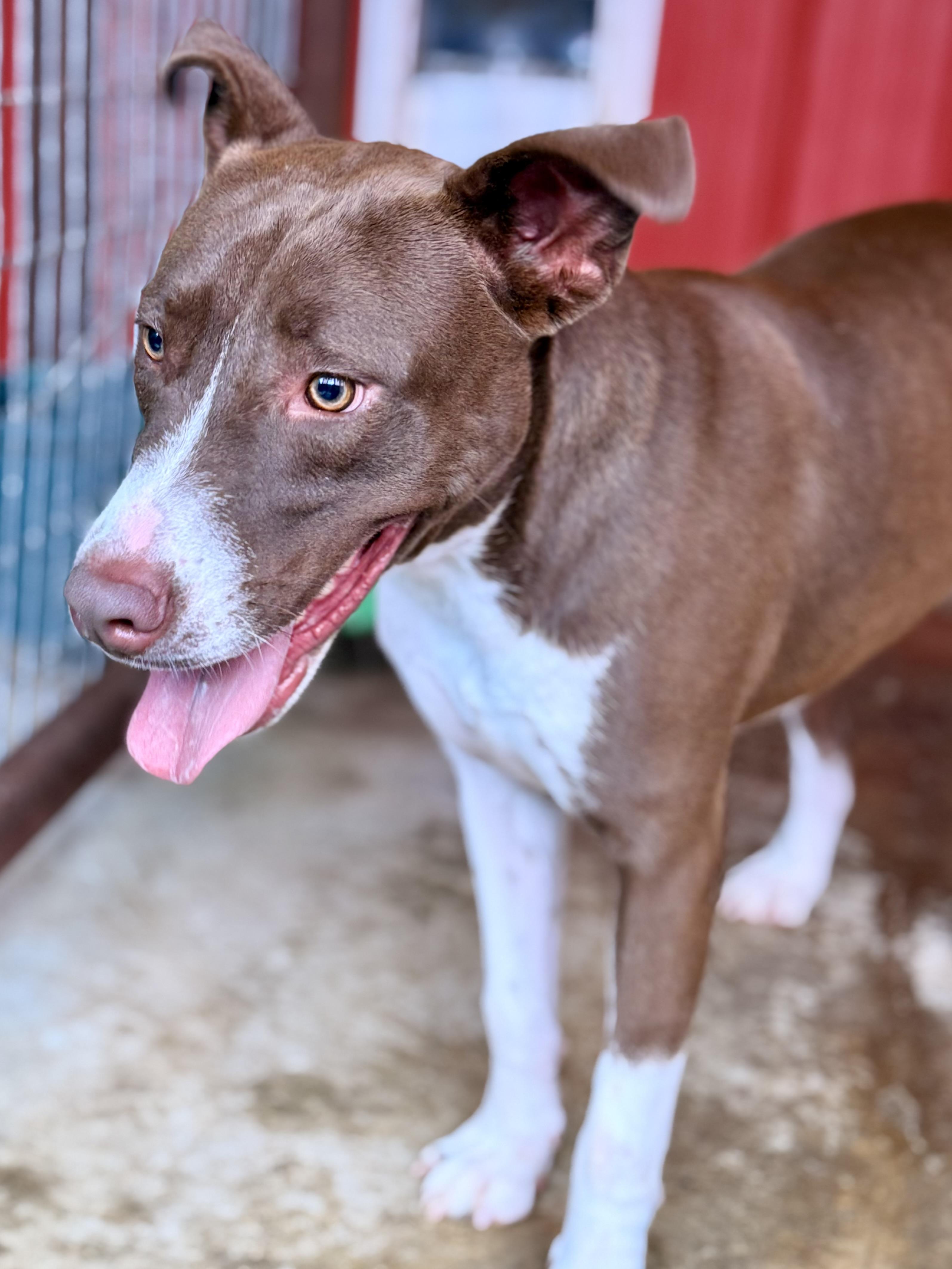 Ranger, Adoptable, Young Male Mixed Breed.