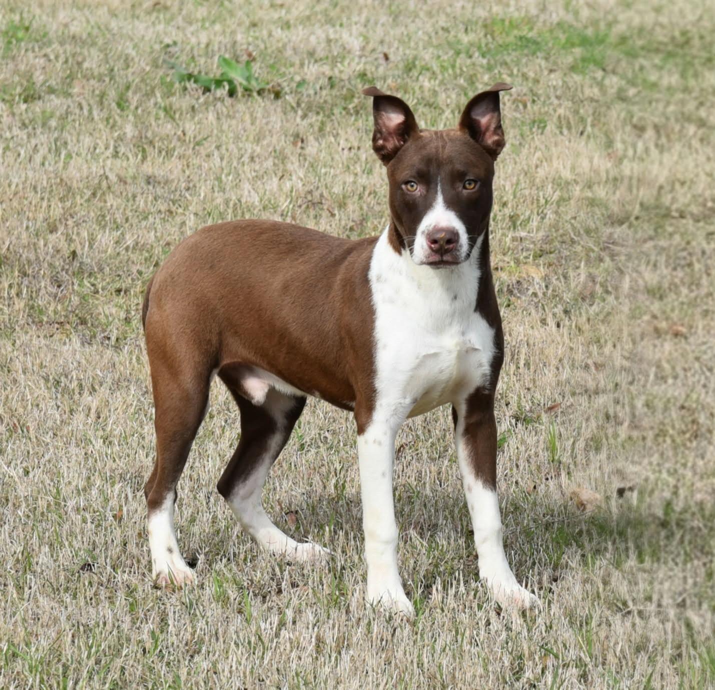 Ranger, ADOPTABLE, Young Male Mixed Breed.