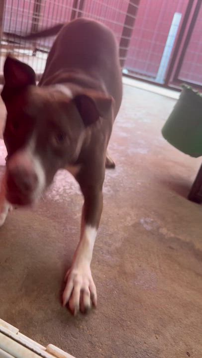 Enlarge Ranger, a Adoptable mixed breed in Springhill, LA video 6/6