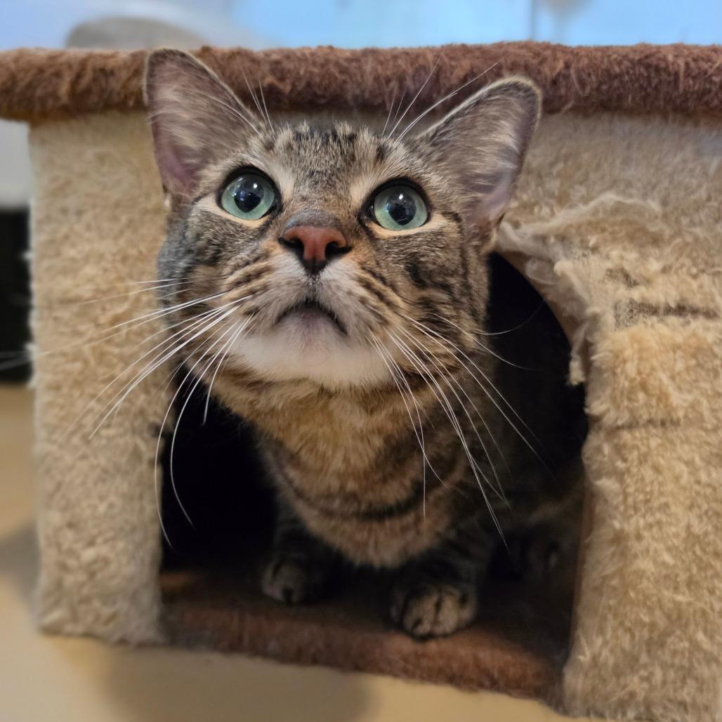 Miracle - Chino Hills Location, Adoptable, Adult Male Domestic Short Hair.