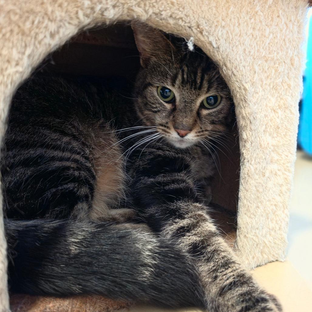 Enlarge Miracle - Chino Hills Location, a Adoptable Domestic Short Hair in Chino Hills, CA image 2/6