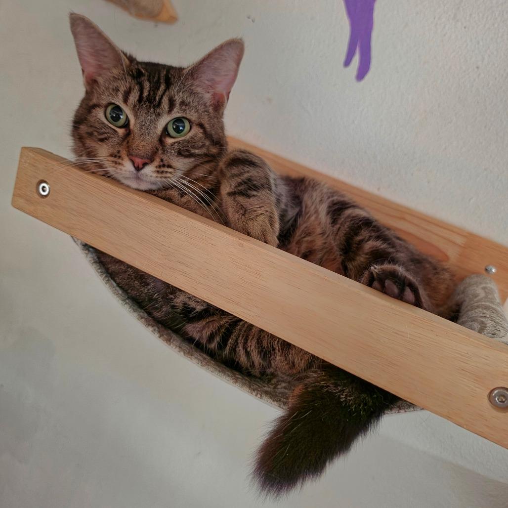Enlarge Miracle - Chino Hills Location, a Adoptable Domestic Short Hair in Chino Hills, CA image 3/6