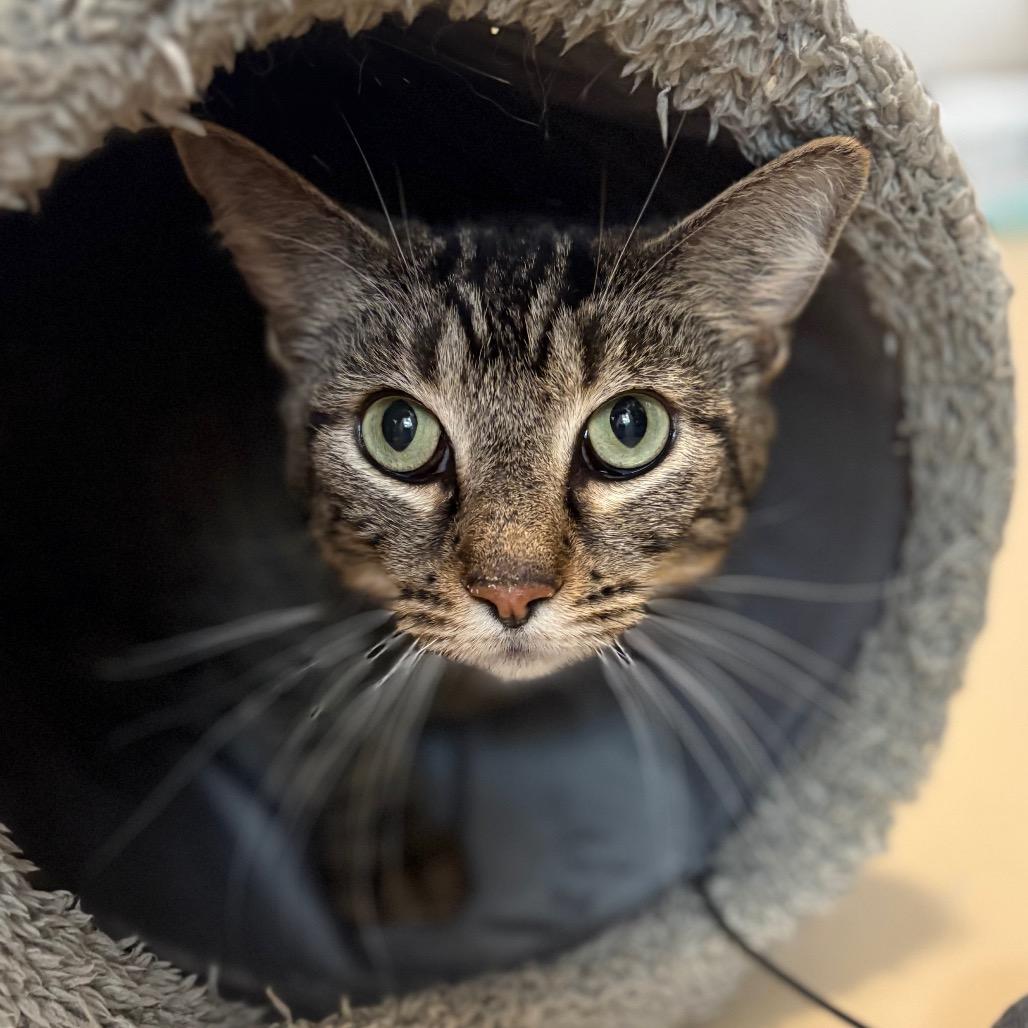 Enlarge Miracle - Chino Hills Location, a Adoptable Domestic Short Hair in Chino Hills, CA image 4/6