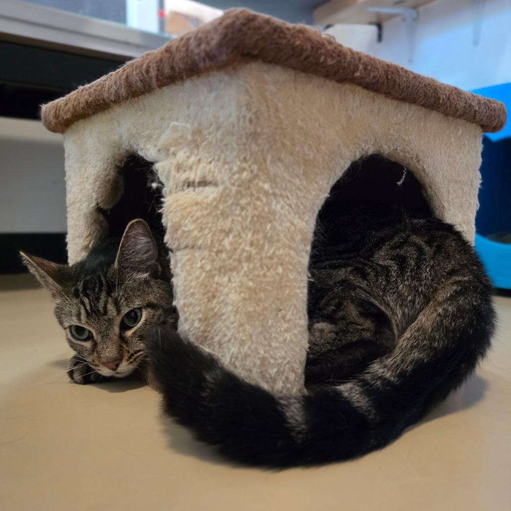 Enlarge Miracle - Chino Hills Location, a Adoptable Domestic Short Hair in Chino Hills, CA image 5/6