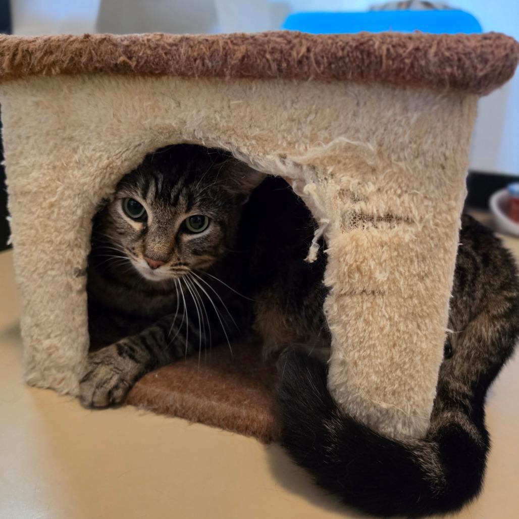 Enlarge Miracle - Chino Hills Location, a Adoptable Domestic Short Hair in Chino Hills, CA image 6/6