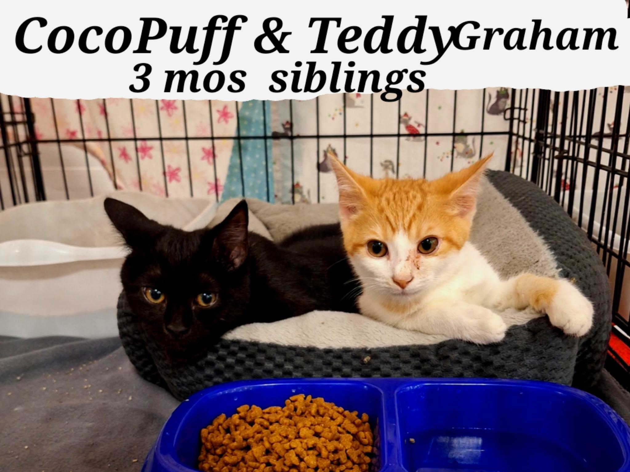 Teddygraham and Cocopuff, Adoptable, Young Male American Shorthair.