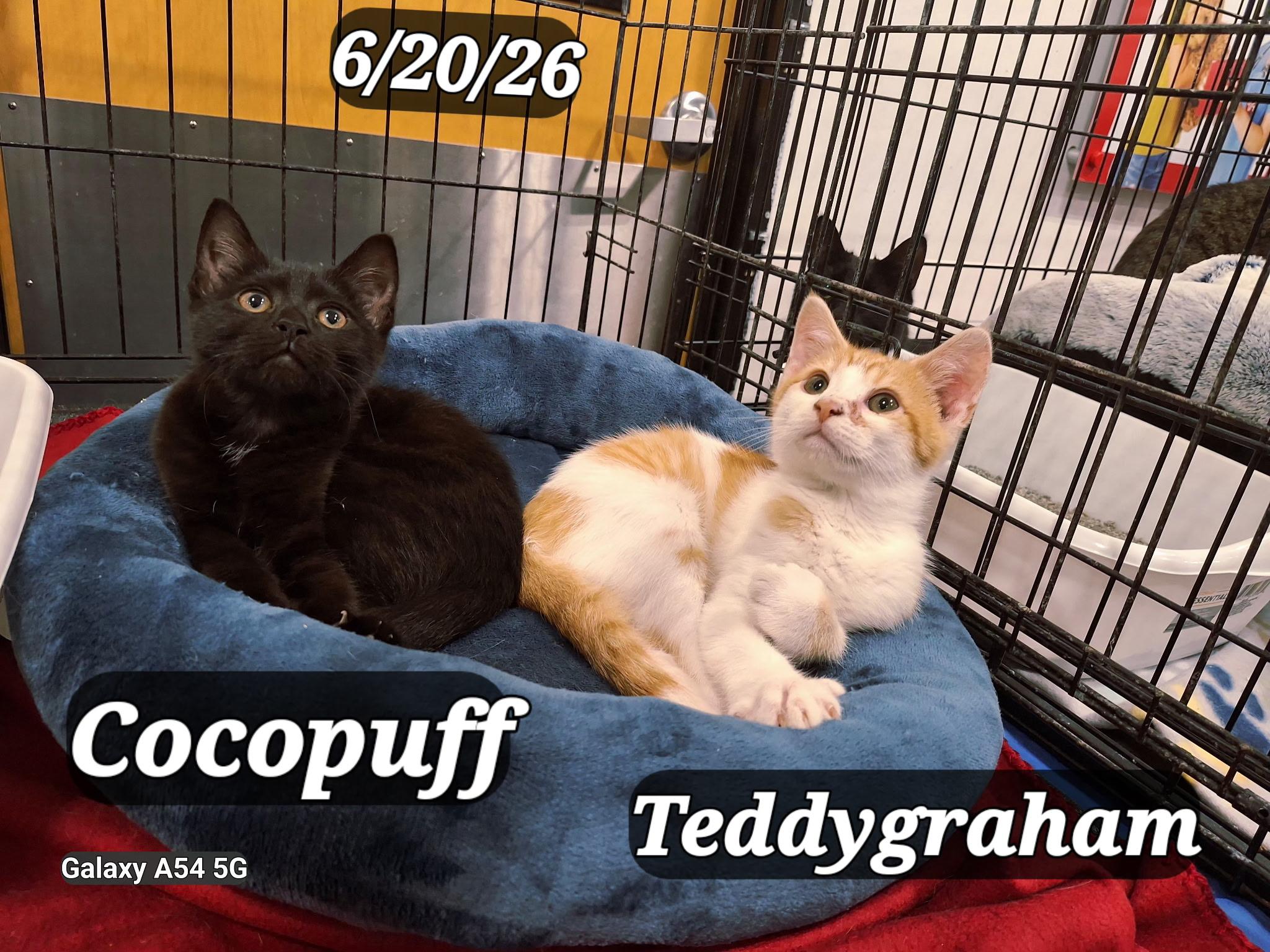 Enlarge Teddygraham and Cocopuff, a Adoptable mixed breed in Staunton, VA image 2/3