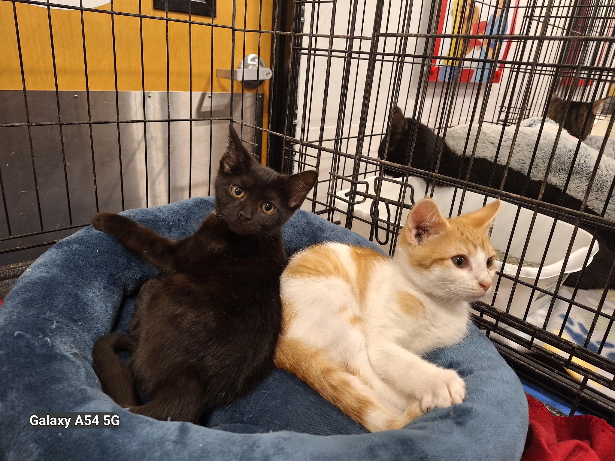 Enlarge Teddygraham and Cocopuff, a Adoptable mixed breed in Staunton, VA image 3/3