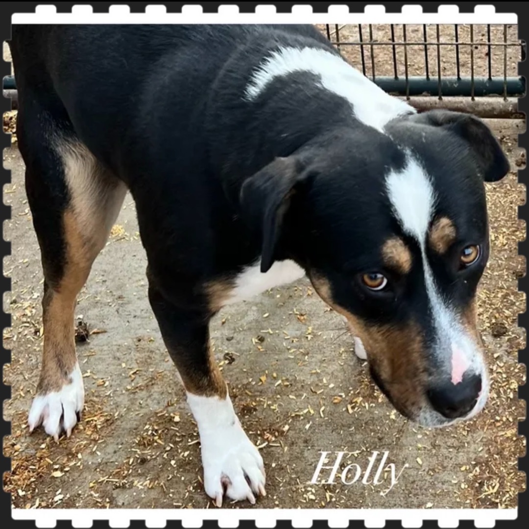 Holly — thumbnail 2