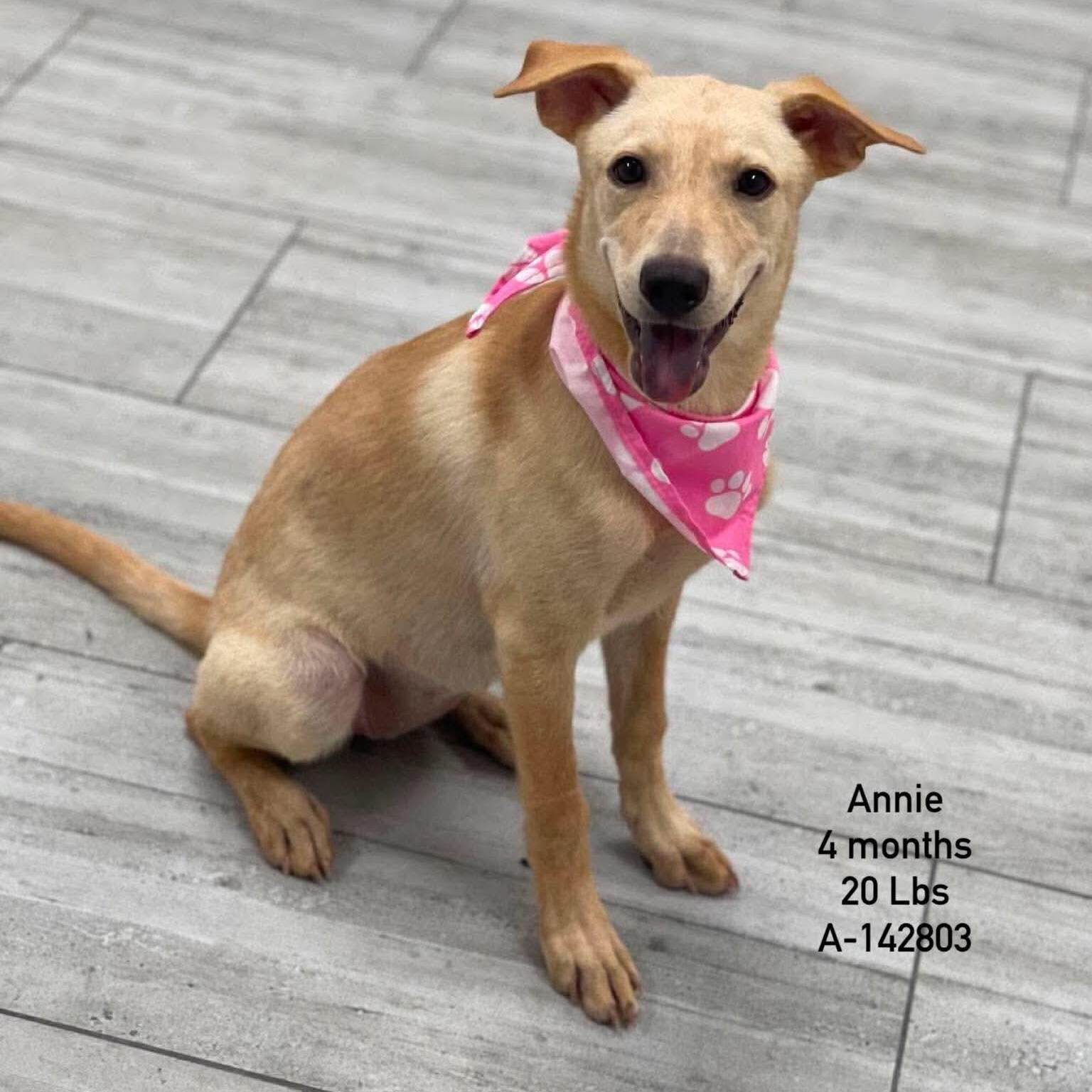 Annie - Local in Rhode Island, Adoptable, Puppy Female Labrador Retriever.