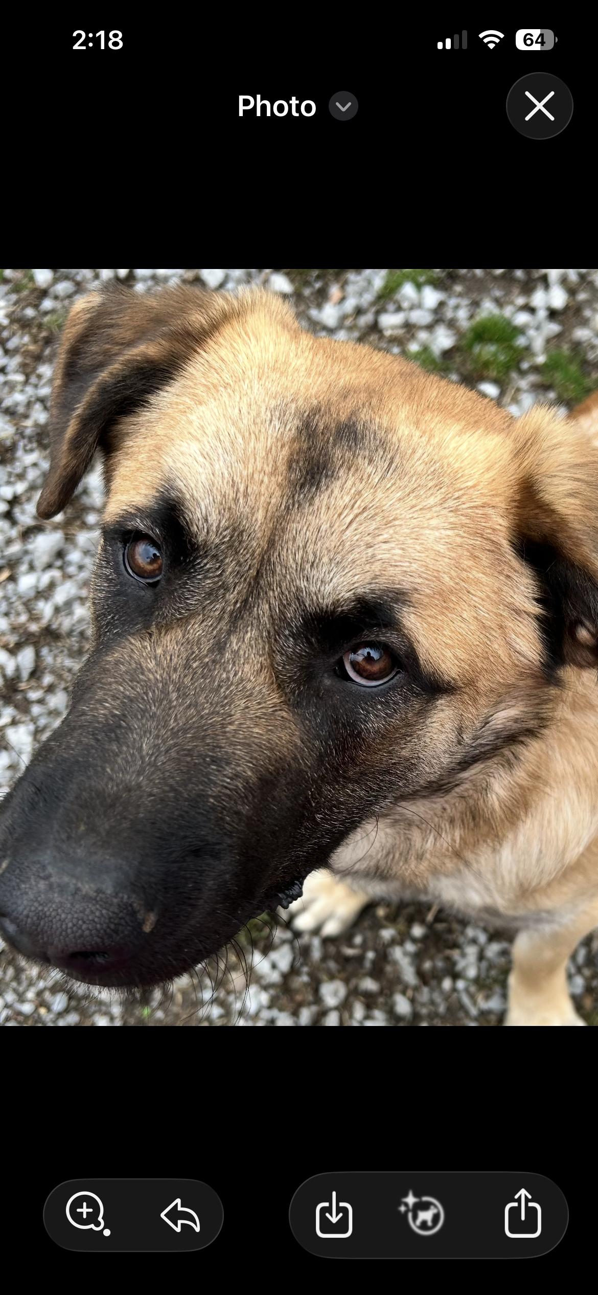 Enlarge Bud , a ADOPTABLE mixed breed in Shelbyville, TN image 2/2