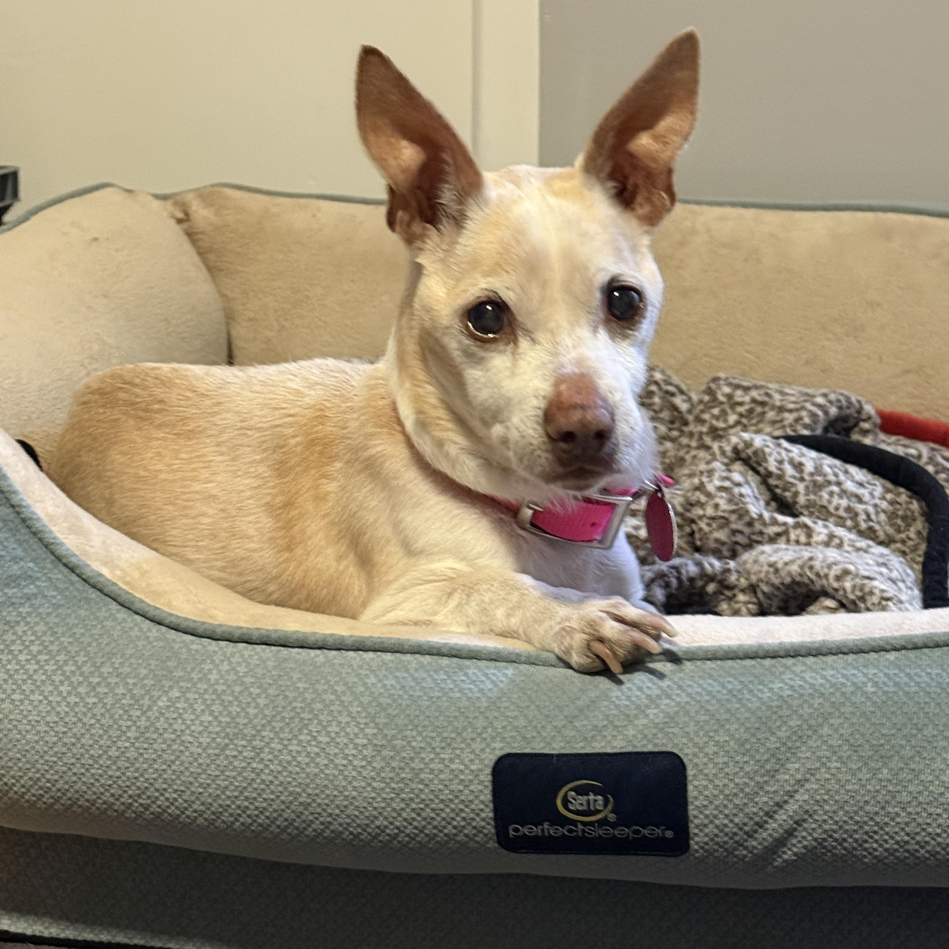 Panchito, Adoptable, Senior Male Chihuahua.