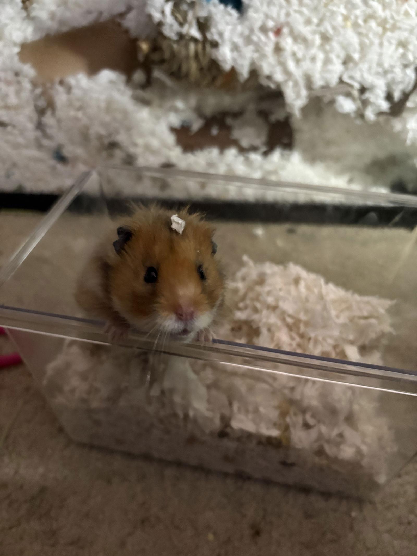 Enlarge Dino, a Adoptable Hamster in Frederick, MD image 1/3