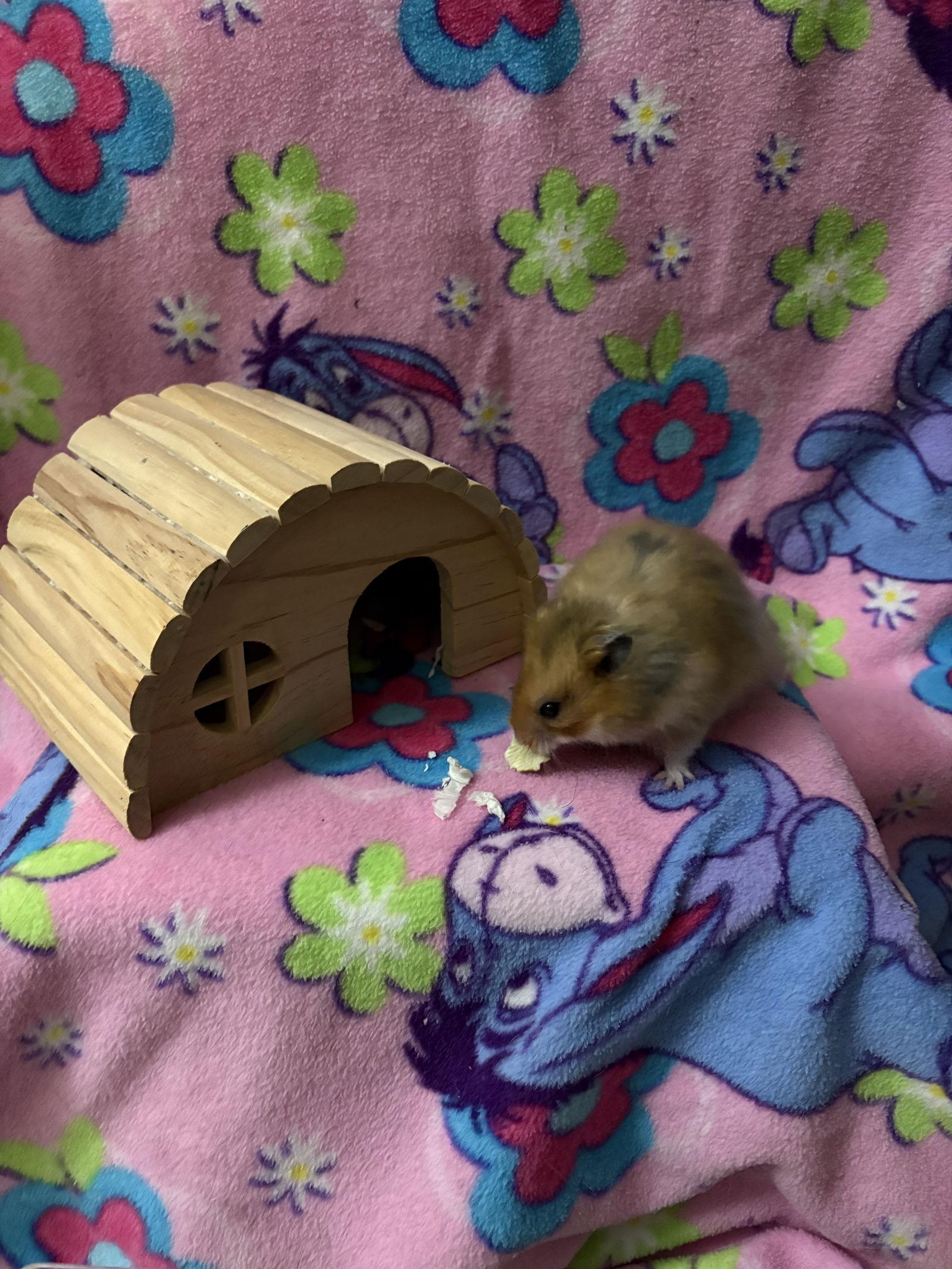 Enlarge Dino, a Adoptable Hamster in Frederick, MD image 2/3