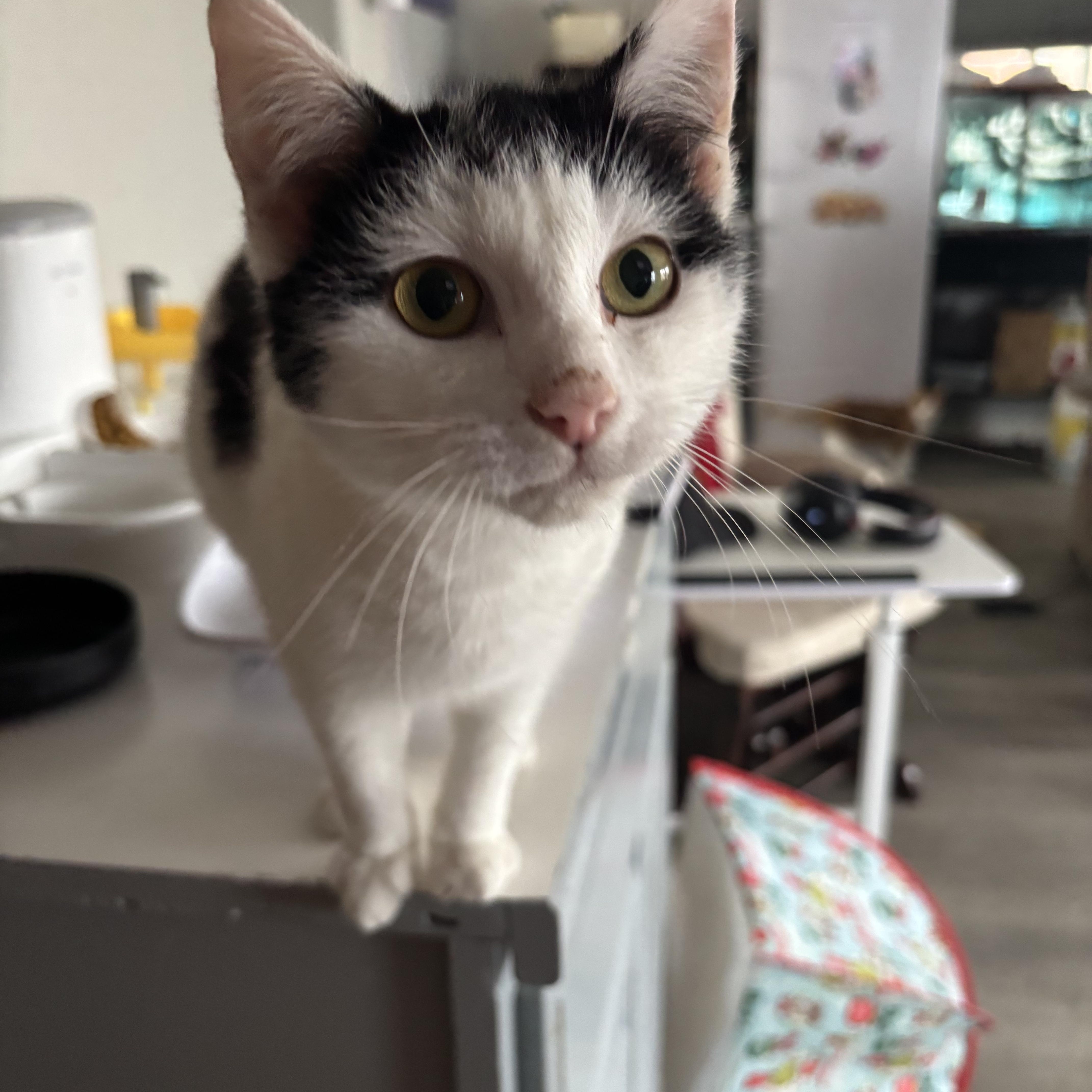 Enlarge Oreo, a other Domestic Short Hair in Bonney Lake, WA image 3/3