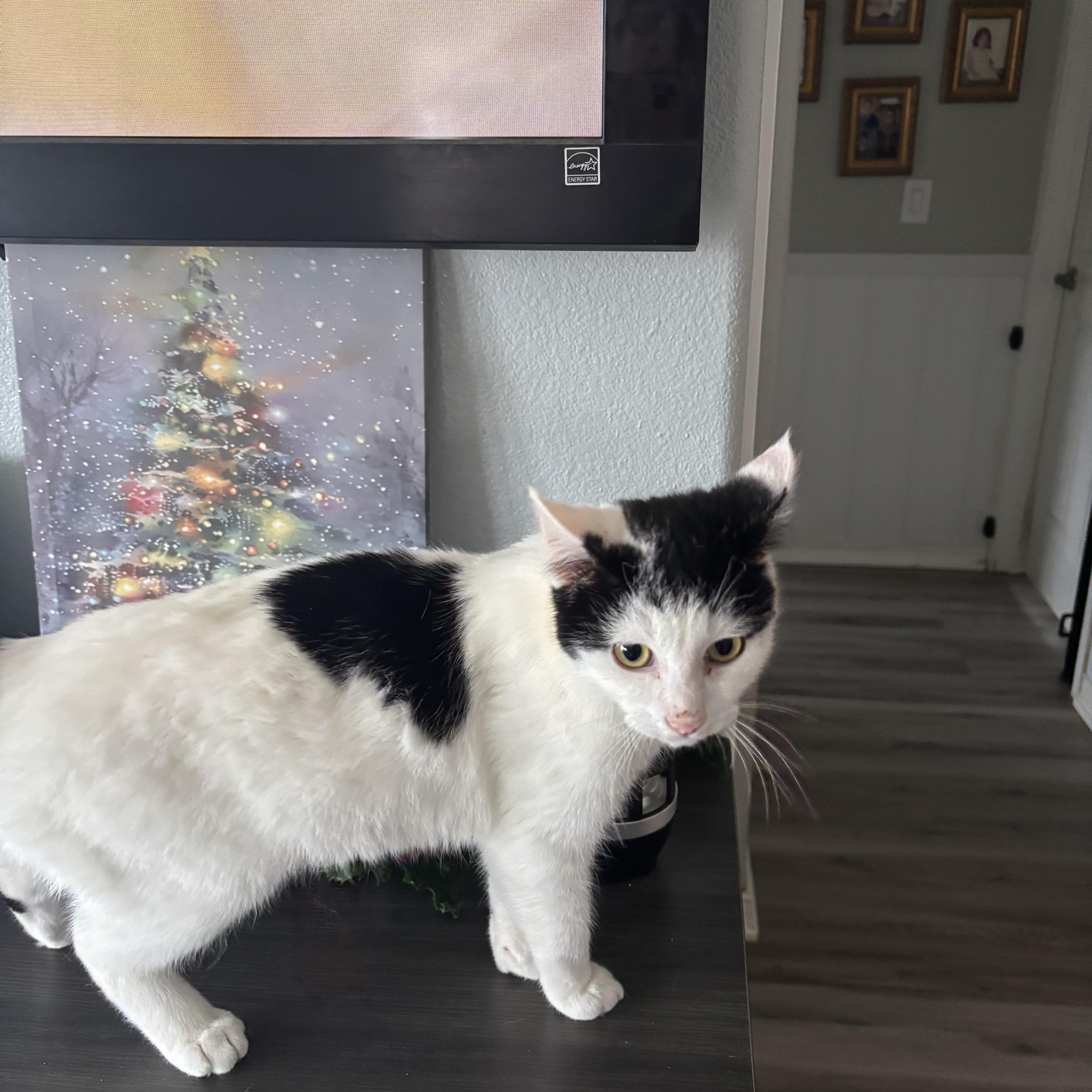 Oreo, adoptable, Young Male Domestic Short Hair.