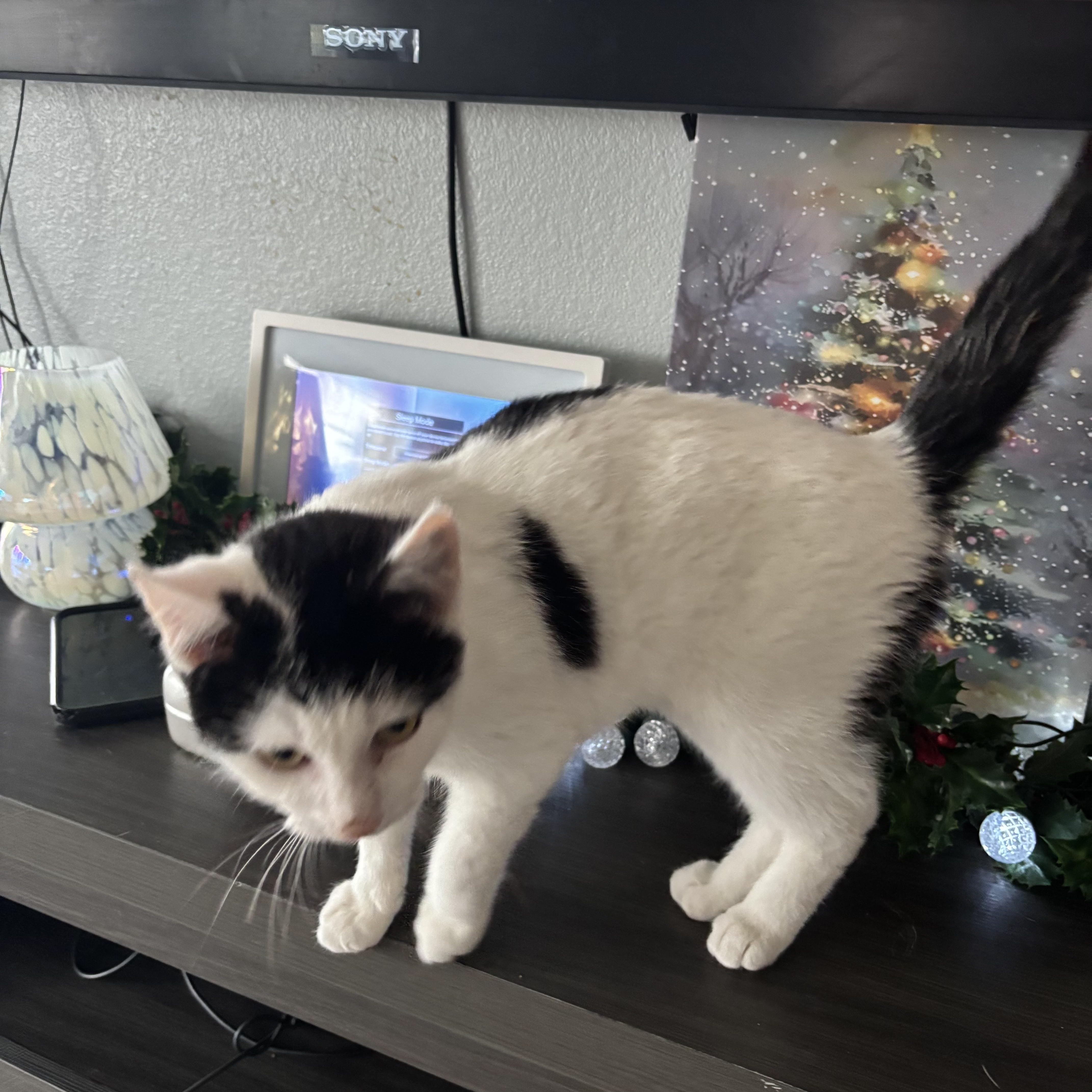 Enlarge Oreo, a other Domestic Short Hair in Bonney Lake, WA image 2/3