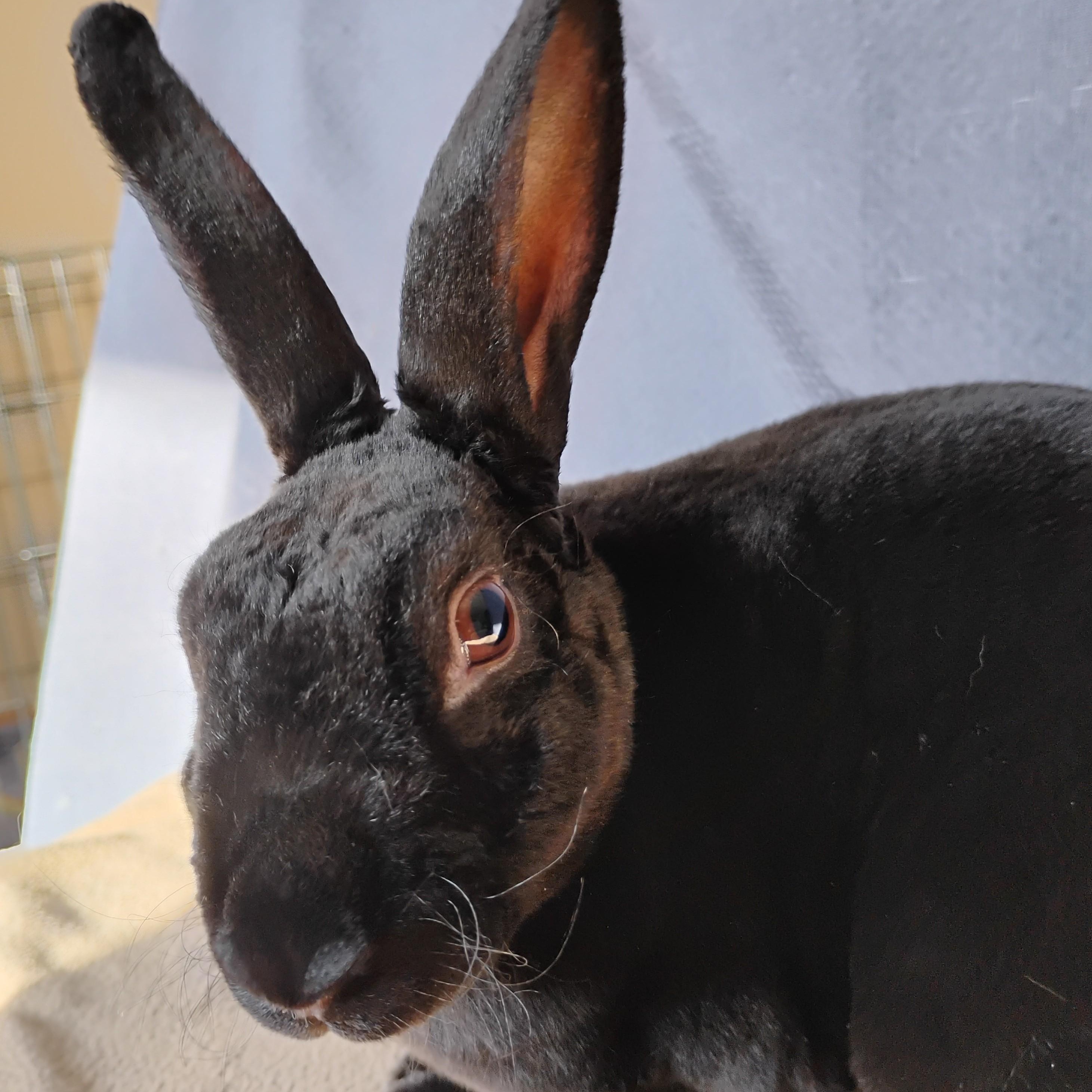 Enlarge Wren, a Adoptable Mini Rex in Edina, MN image 3/3