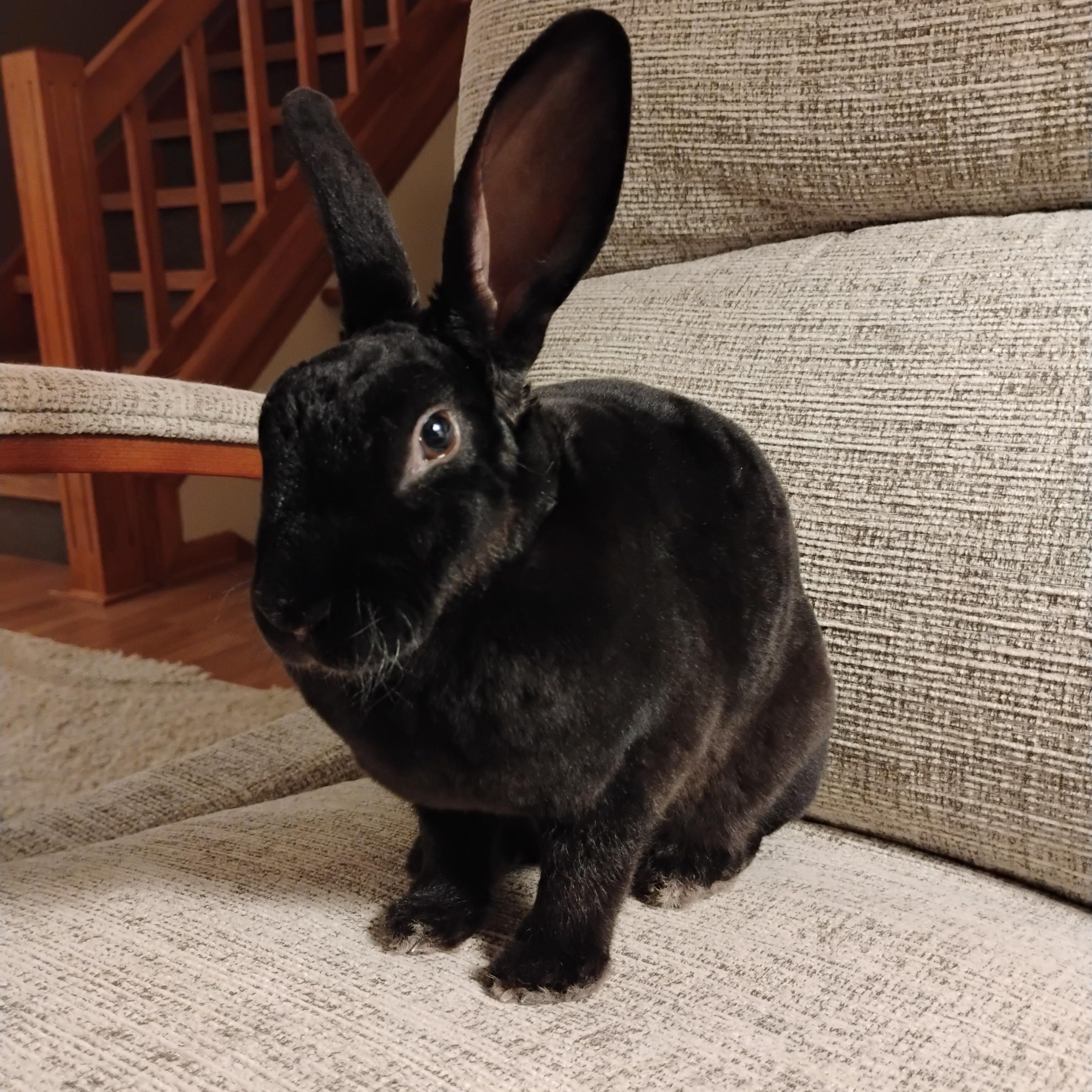 Enlarge Wren, a Adoptable Mini Rex in Edina, MN image 2/3