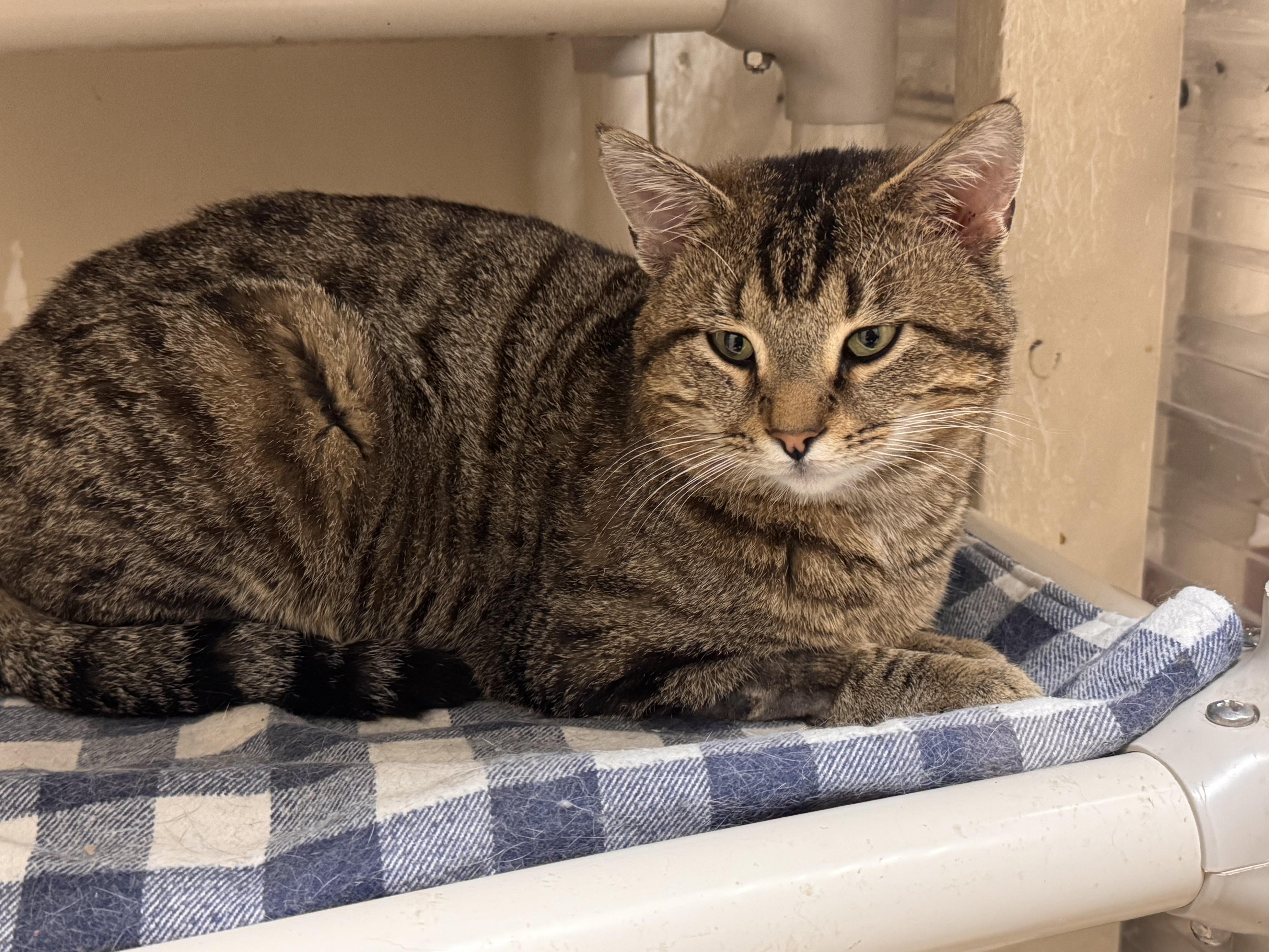 Big Mac, ADOPTABLE, Adult Male Tiger.
