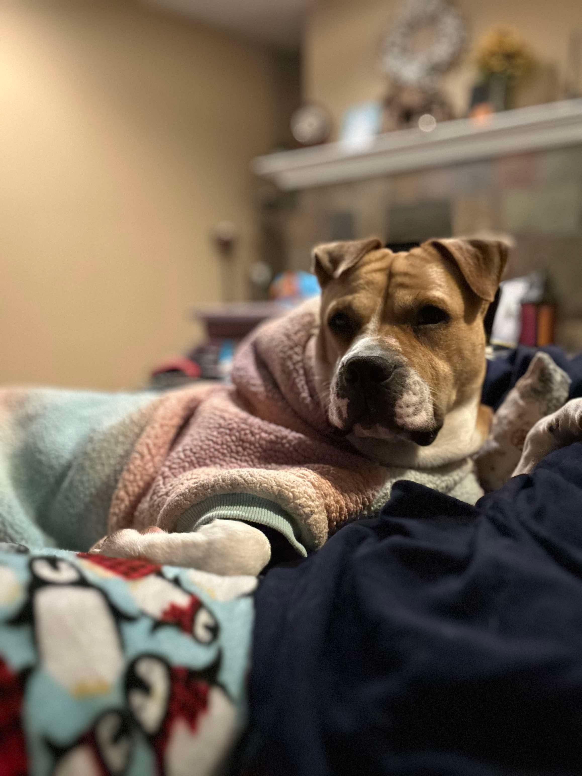 Chubbs, an adoptable Pit Bull Terrier, Chow Chow in Mount Morris, MI, 48458 | Photo Image 3