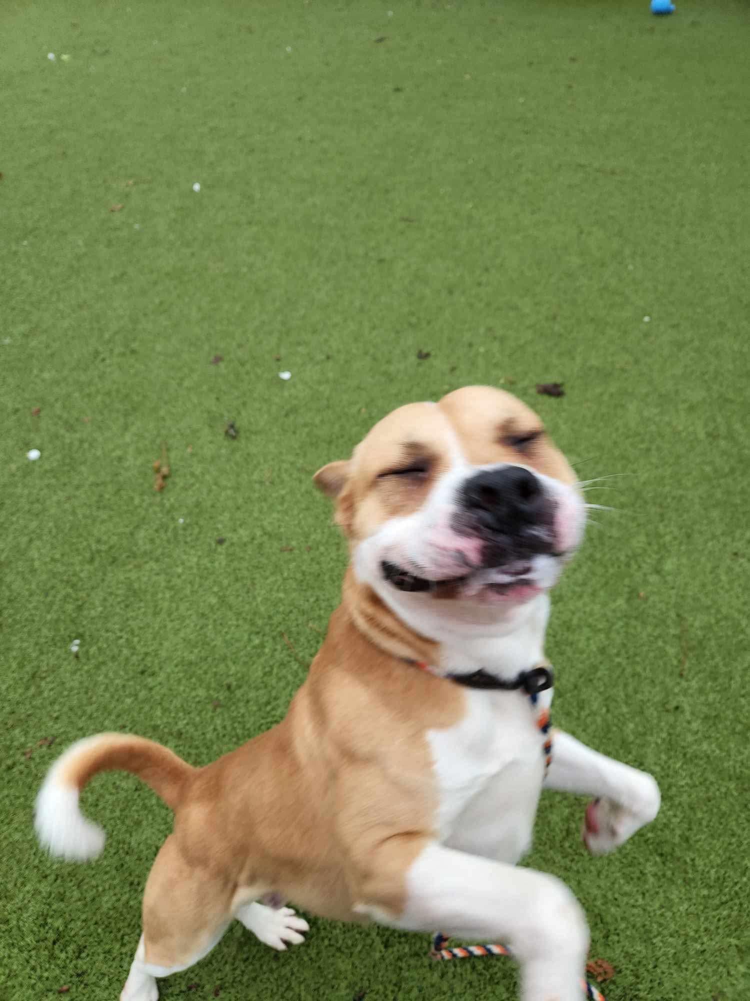 Chubbs, an adoptable Pit Bull Terrier, Chow Chow in Mount Morris, MI, 48458 | Photo Image 5