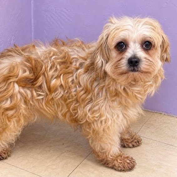 Monroe-Foster Home Needed, Adoptable, Adult Female Shih poo.